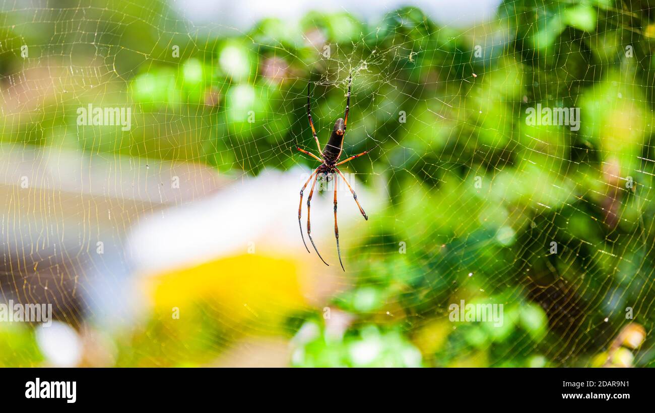 Araignée dorée à pattes rouges (Nephila inaurata) Silk Spider Island Math, Seychelles Banque D'Images
