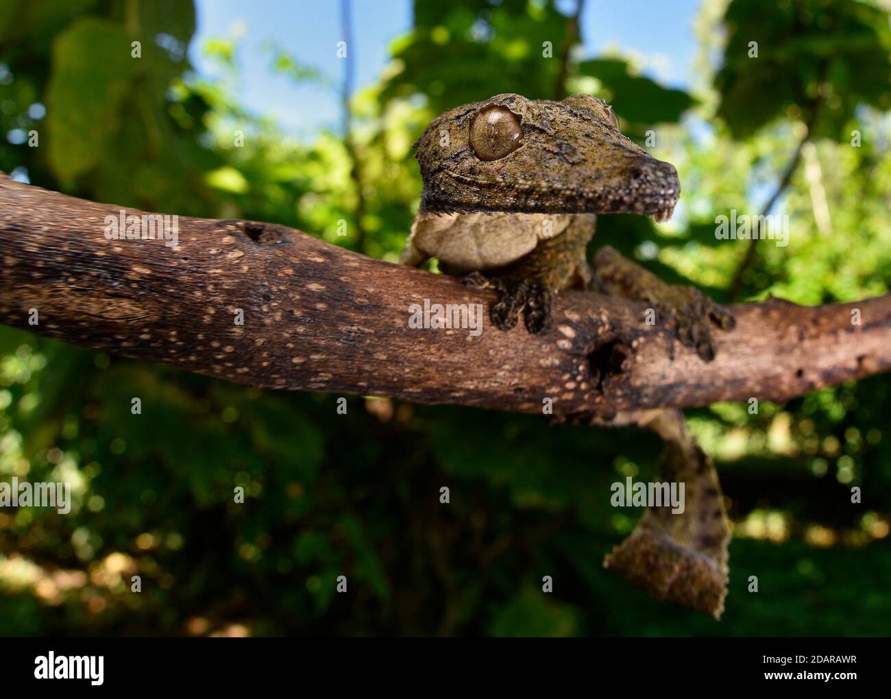 Gecko à queue foliaire (Uroplatus henkeli) dans la forêt sèche d'Ankarana, au nord-ouest de Madagascar, à Madagascar Banque D'Images