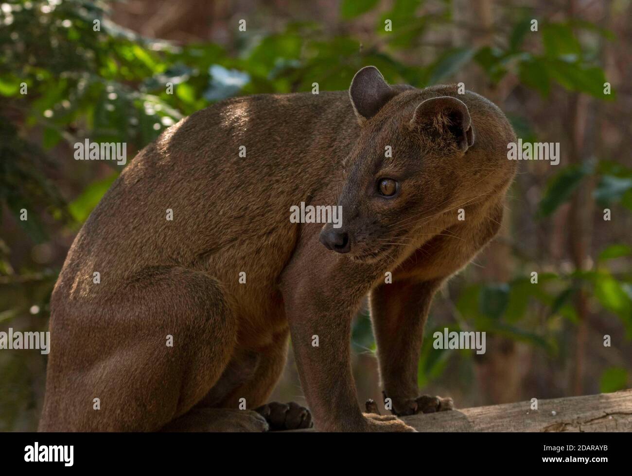 Fossa Sneaky chat (Cryptoprocta ferrox) dans la forêt sèche de Kirindy, à l'ouest de Madagascar, Madagascar Banque D'Images