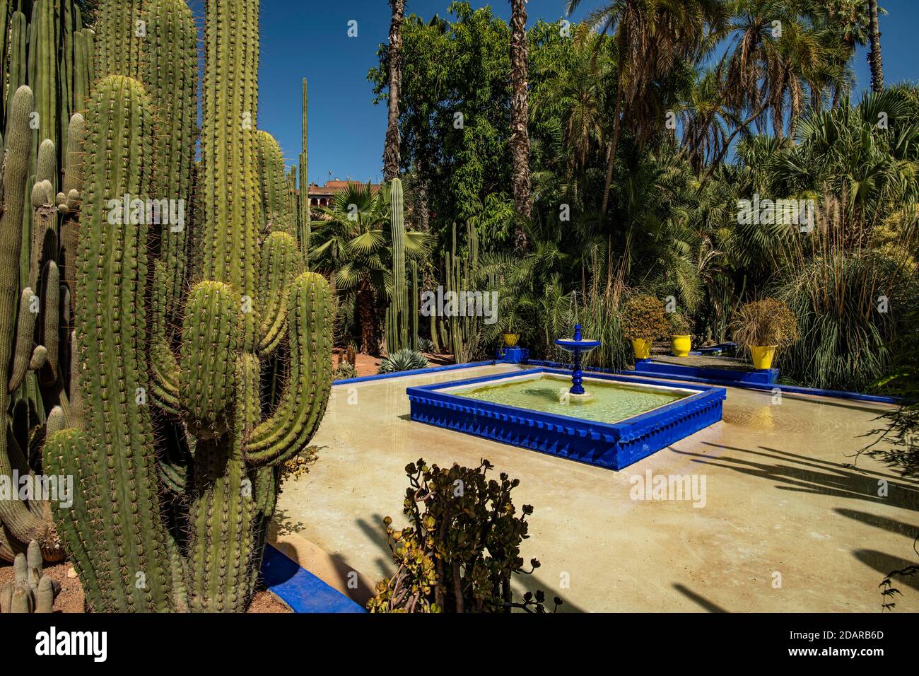 Détail, jardin Majorelle avec maison bleue d'Yves Saint-Laurent, jardin botanique, Marrakech, Maroc Banque D'Images