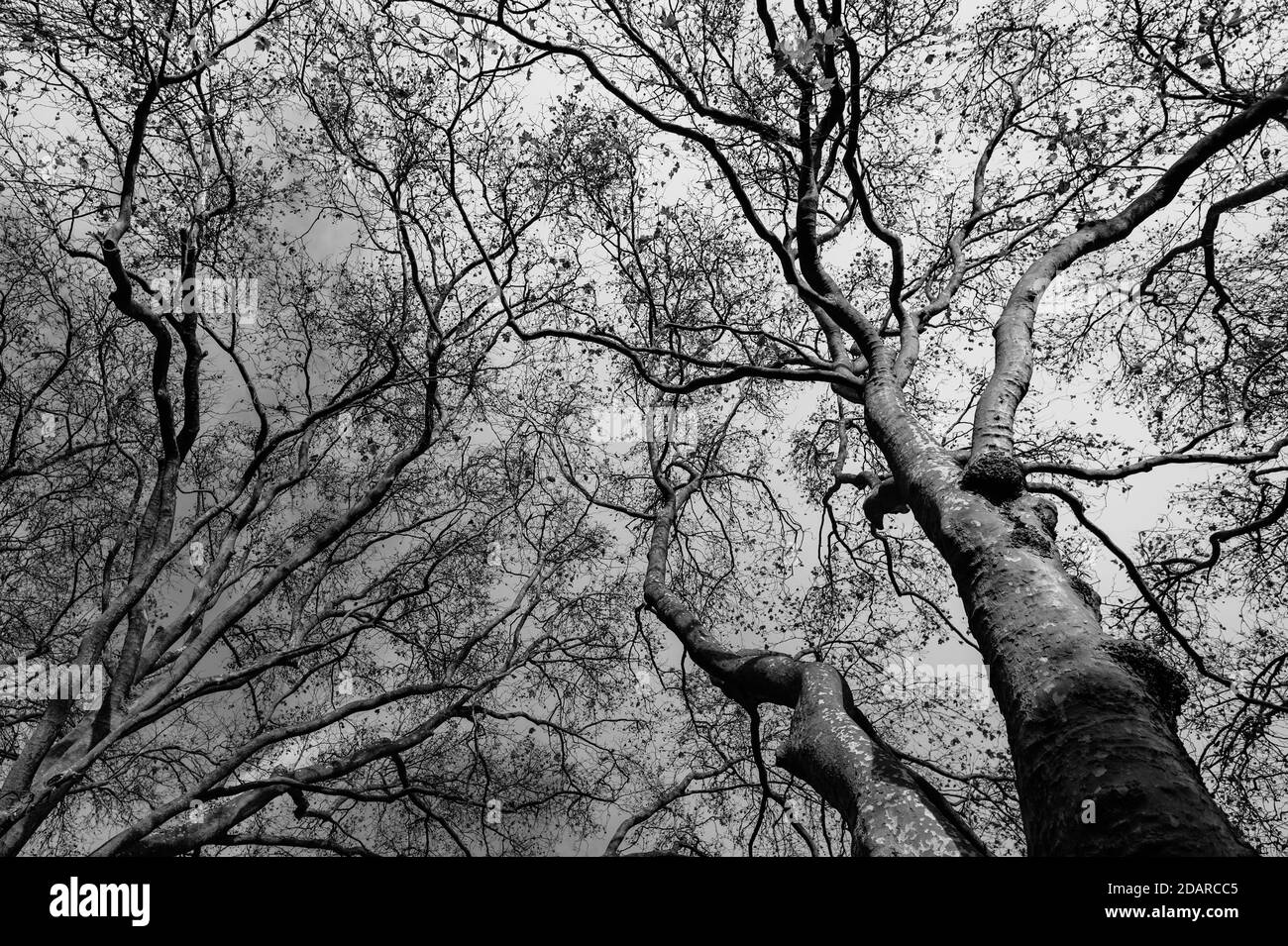Image monochrome noire et blanche des arbres sans feuilles en novembre par temps clair. Banque D'Images