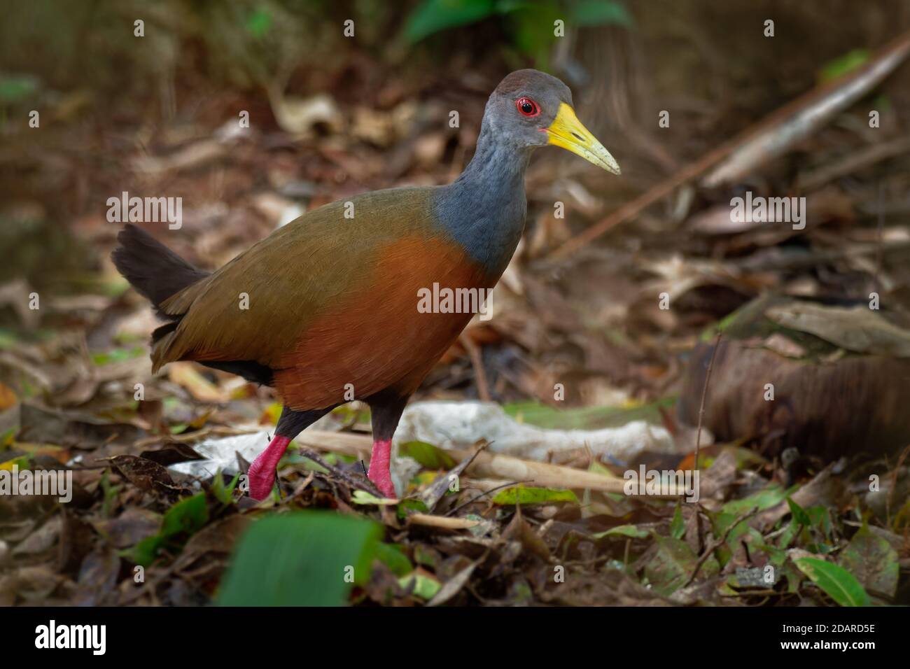 L'aramide cajaneus - Gris-necked Wood-rail oiseau de la famille des Rallidae, les rails. Il vit principalement dans les forêts, les mangroves, marécages et du Centre Banque D'Images