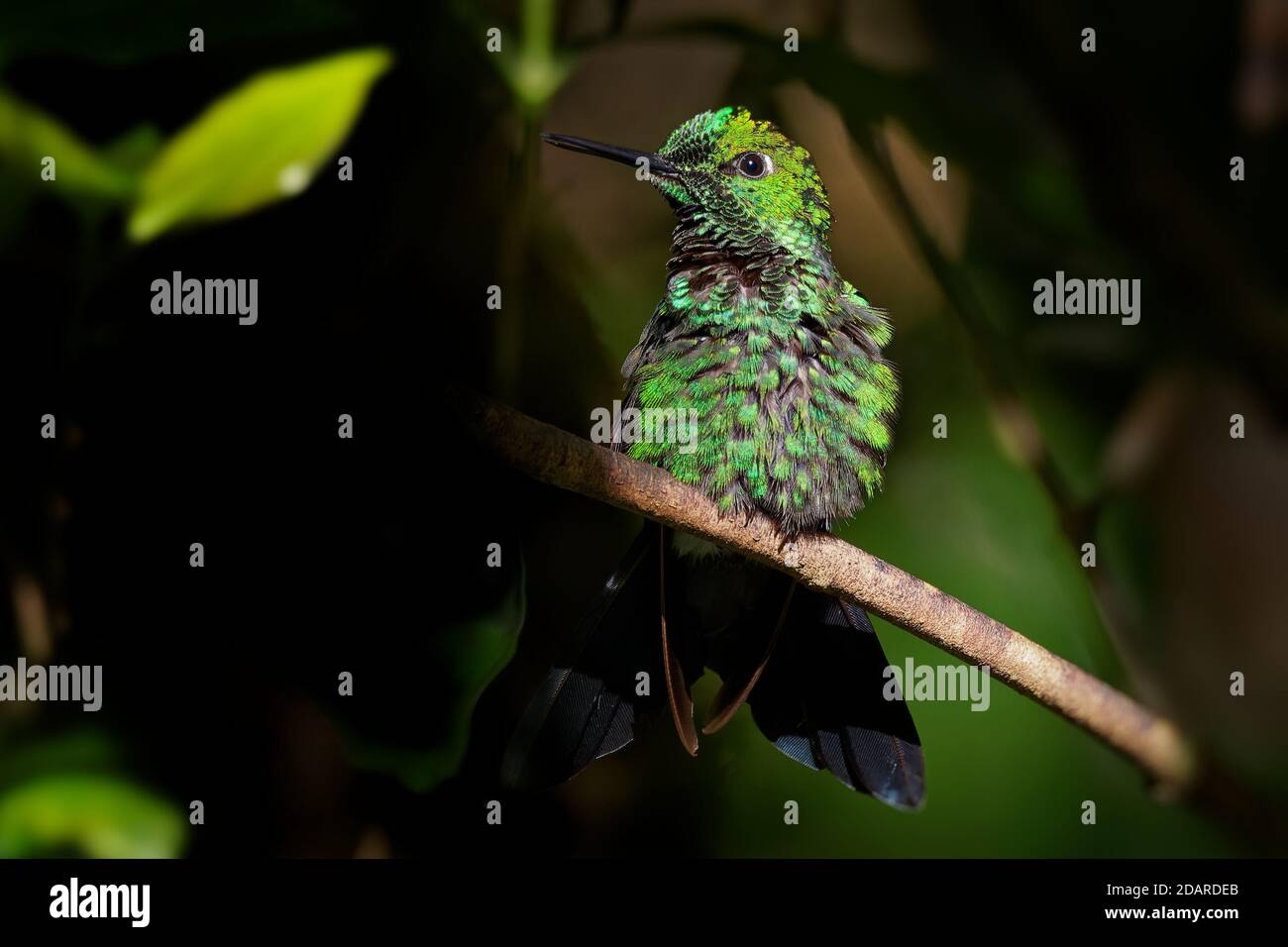 À couronne verte brillante - Heliodoxa jacula grand et robuste qui est un résident de hummingbird source dans les hautes terres du Costa Rica à l'ouest de l'Équateur. Banque D'Images