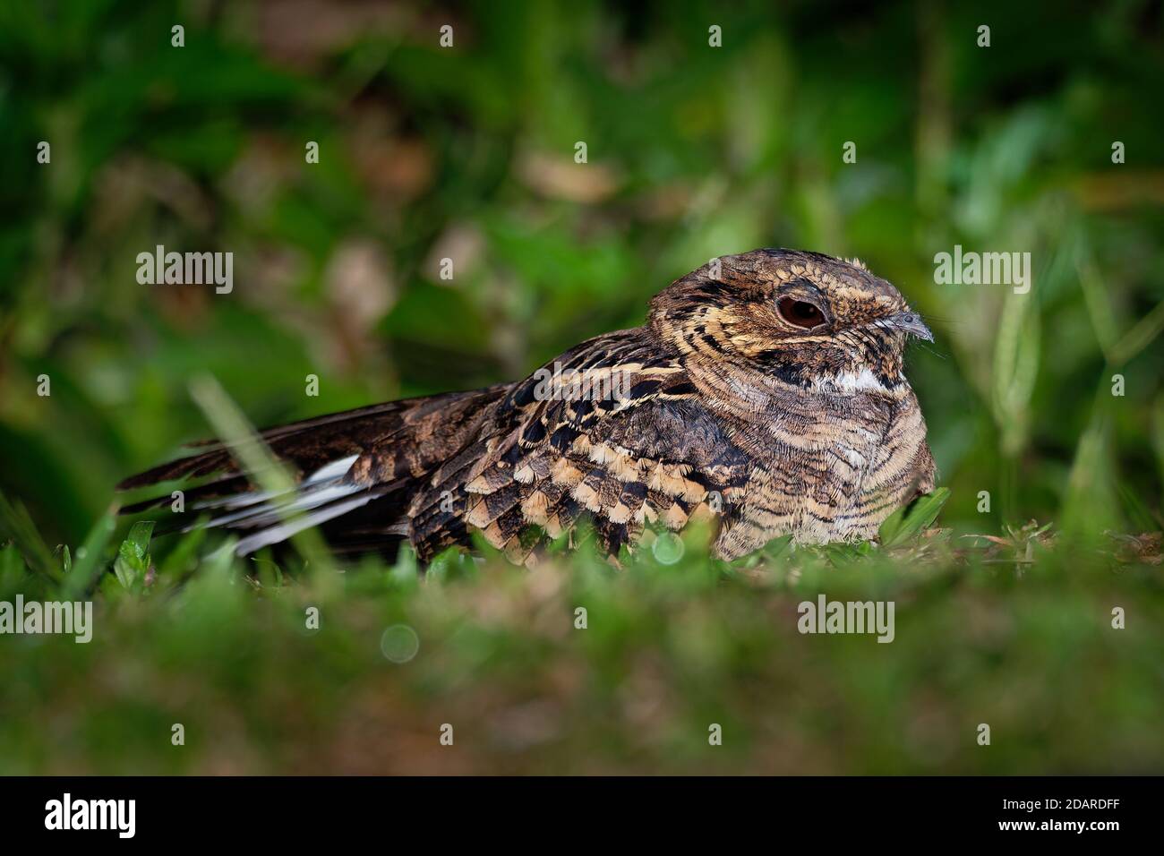 Pauraque - Nyctidromus albicollis également appelé pauraque commun dans la nuit, espèces de boîtes de nuit, l'un des deux oiseaux du genre Nyctidromus, se reproduit dans le Banque D'Images