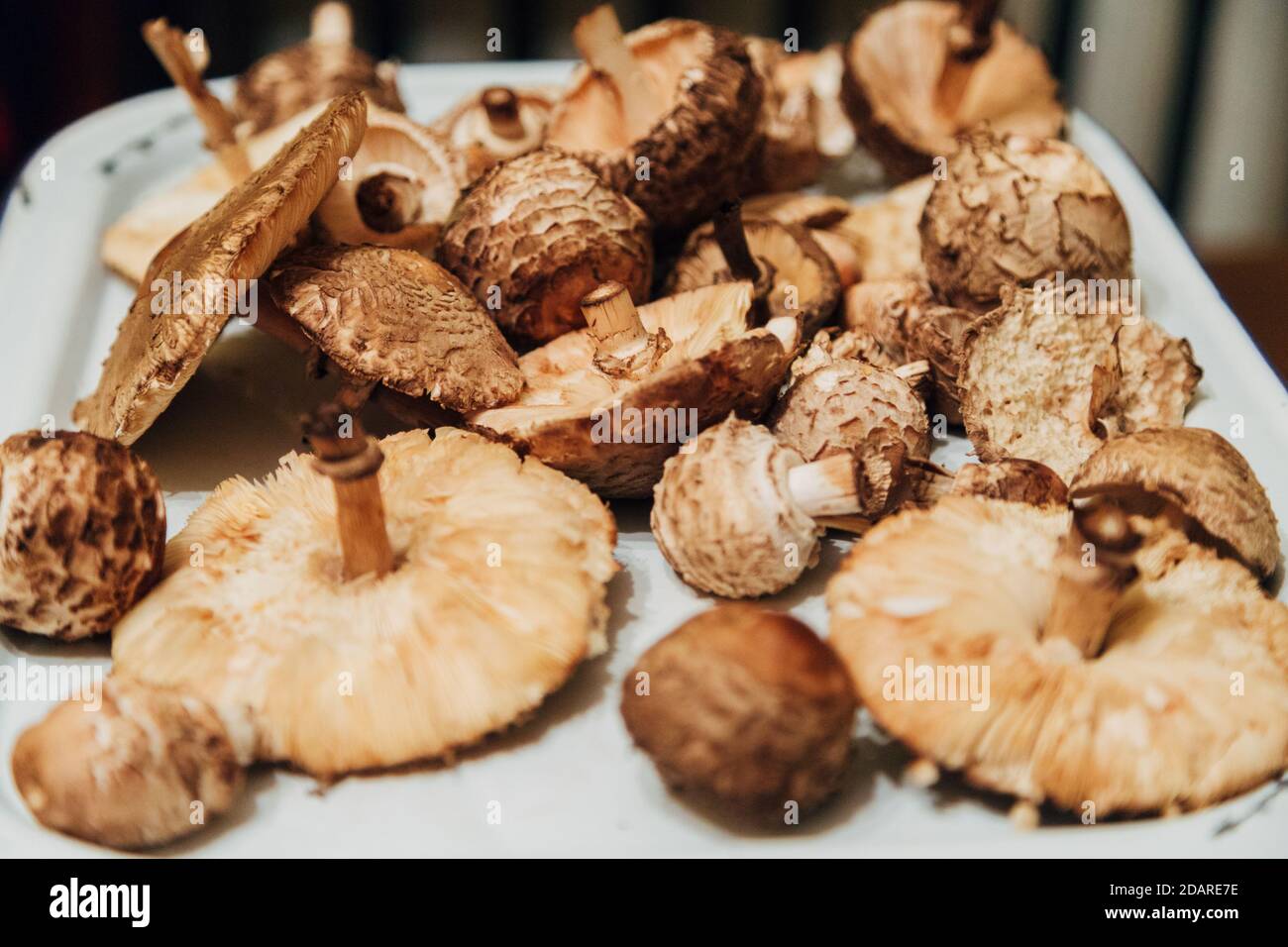 Récolte de champignons. Beaucoup de plantes d'automne. Préparation des champignons Banque D'Images