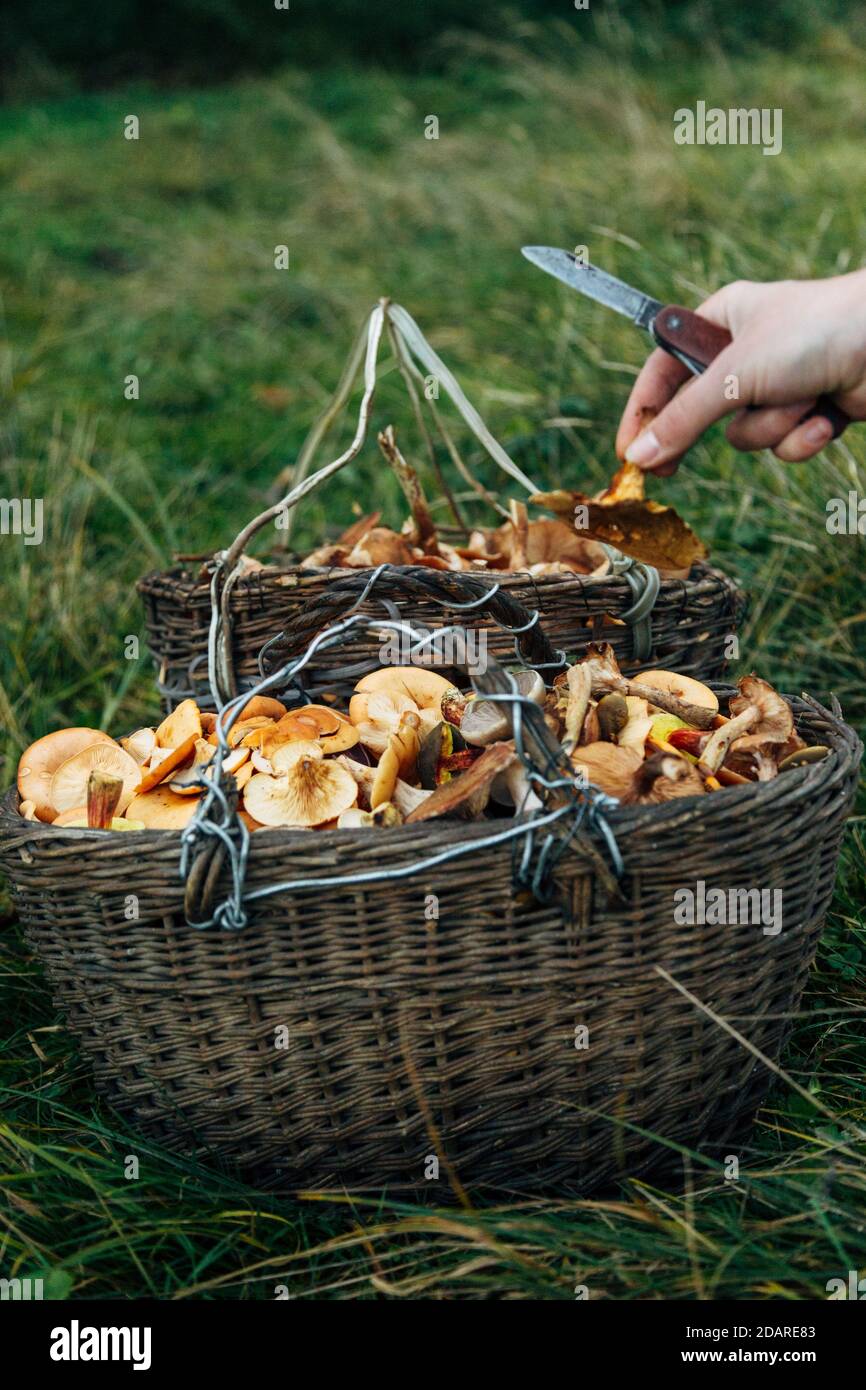 Panier TWE avec mashrooms. Récolte dans la grande forêt. Couteau à la main Banque D'Images
