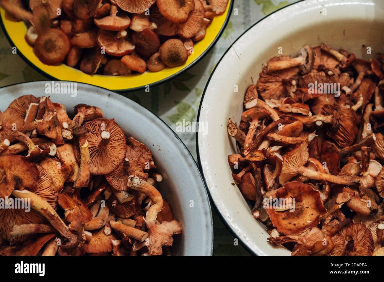 Récolte de champignons. Beaucoup de plantes d'automne dans les bassins Banque D'Images