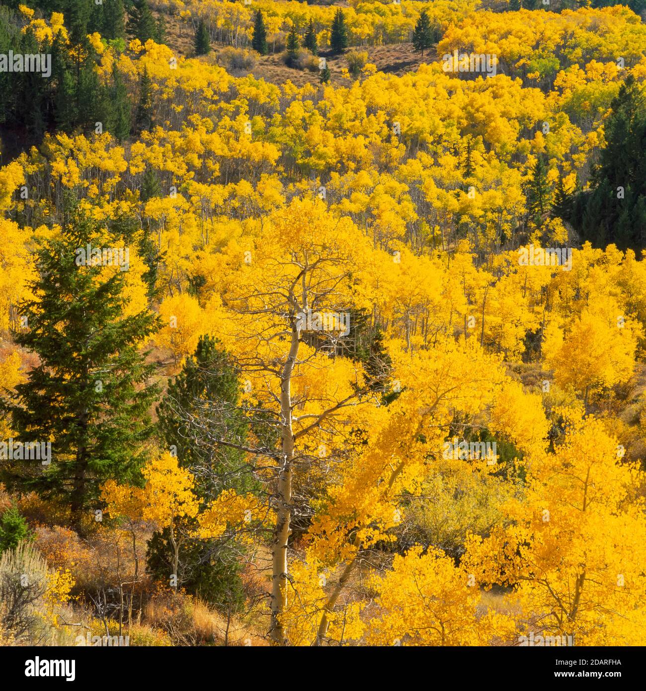 feuilles d'or de peuplier faux-tremble dans les contreforts des pics de lima près de lima, montana Banque D'Images