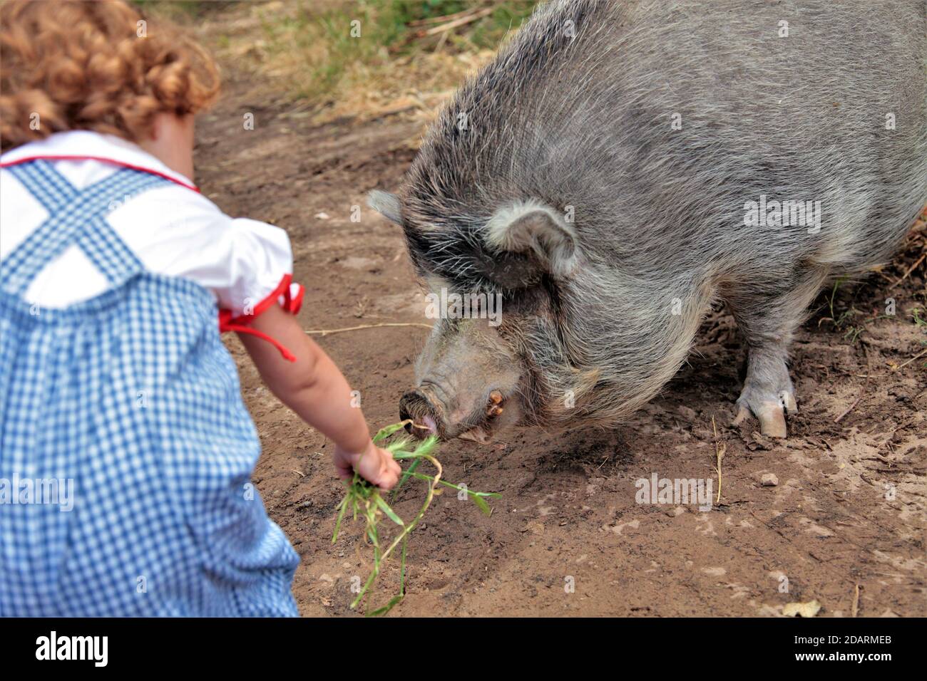 Une petite fille courageuse qui nourrit à la main une très grosse herbe de porc Banque D'Images