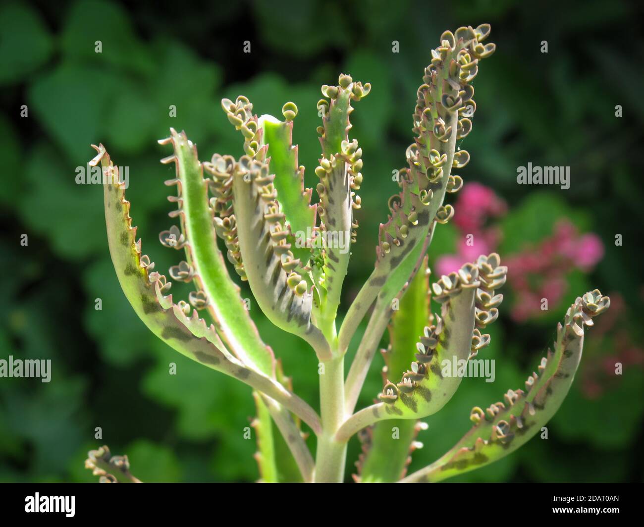 Gros plan de la fleur de Bryophyllum dans le jardin. Bryophyllum sur fond flou. Banque D'Images