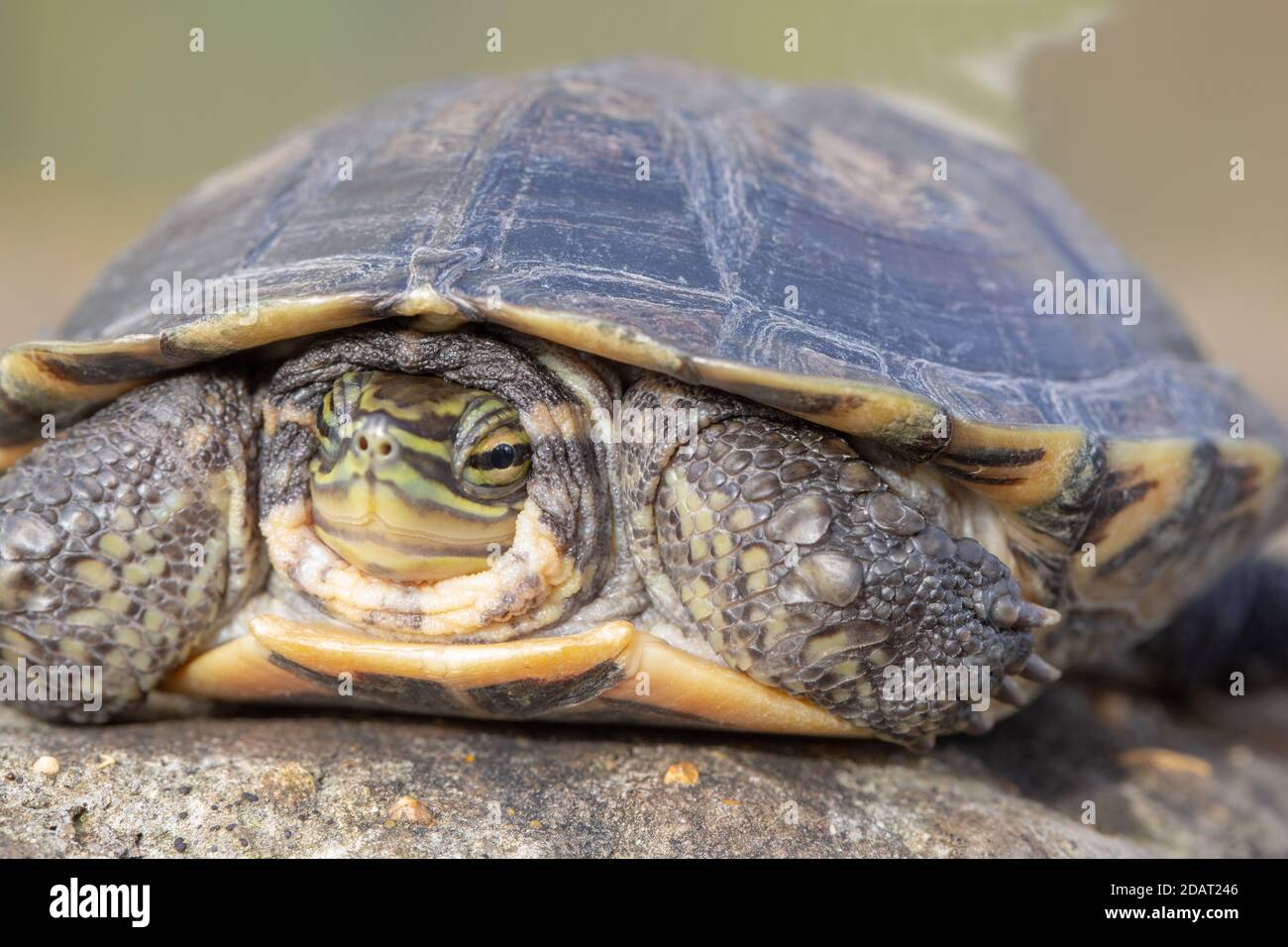 Tortue des feuilles d'Annam (Mauremys annamensis). Espèces en danger critique. Eau douce, terrapin omnivore. Endémique, centre du Vietnam. Tête et membres partia Banque D'Images