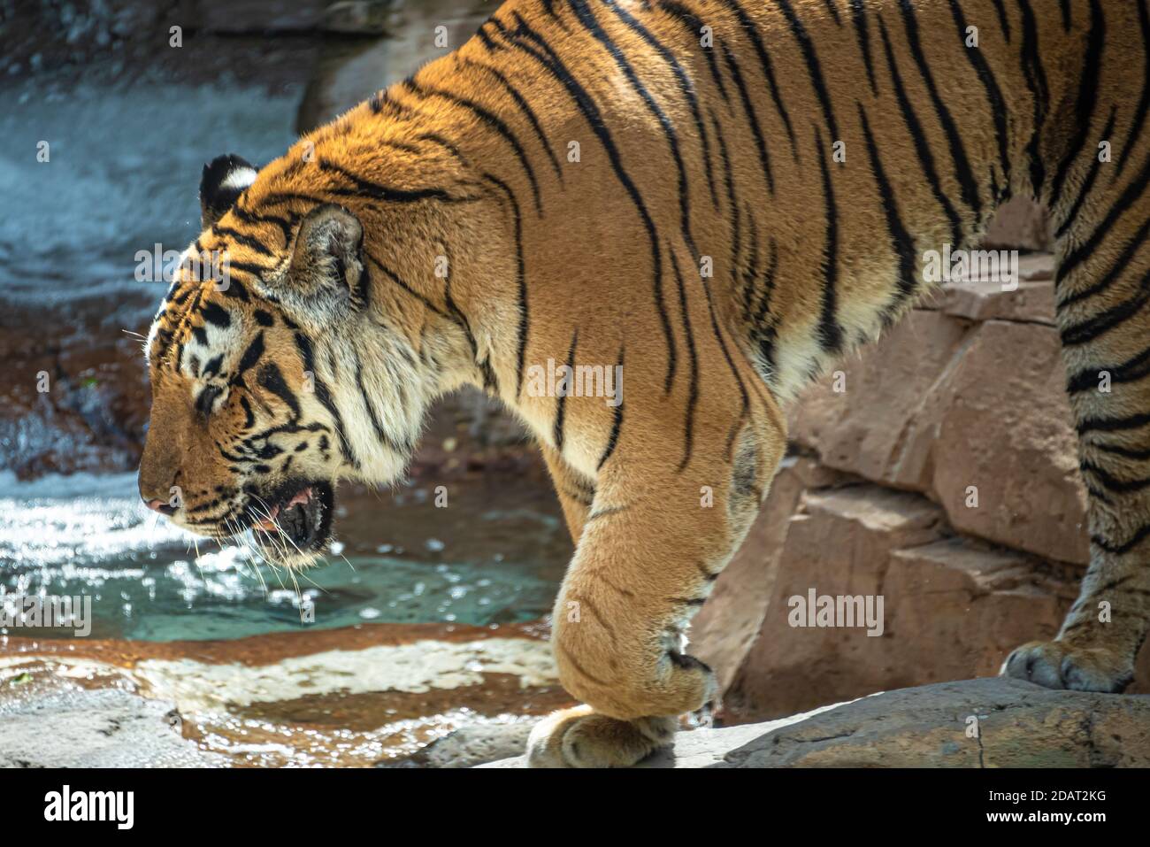 Tigre du Bengale (Panthera tigris tigris) à Busch Gardens Tampa Bay à Tampa, Floride. (ÉTATS-UNIS) Banque D'Images