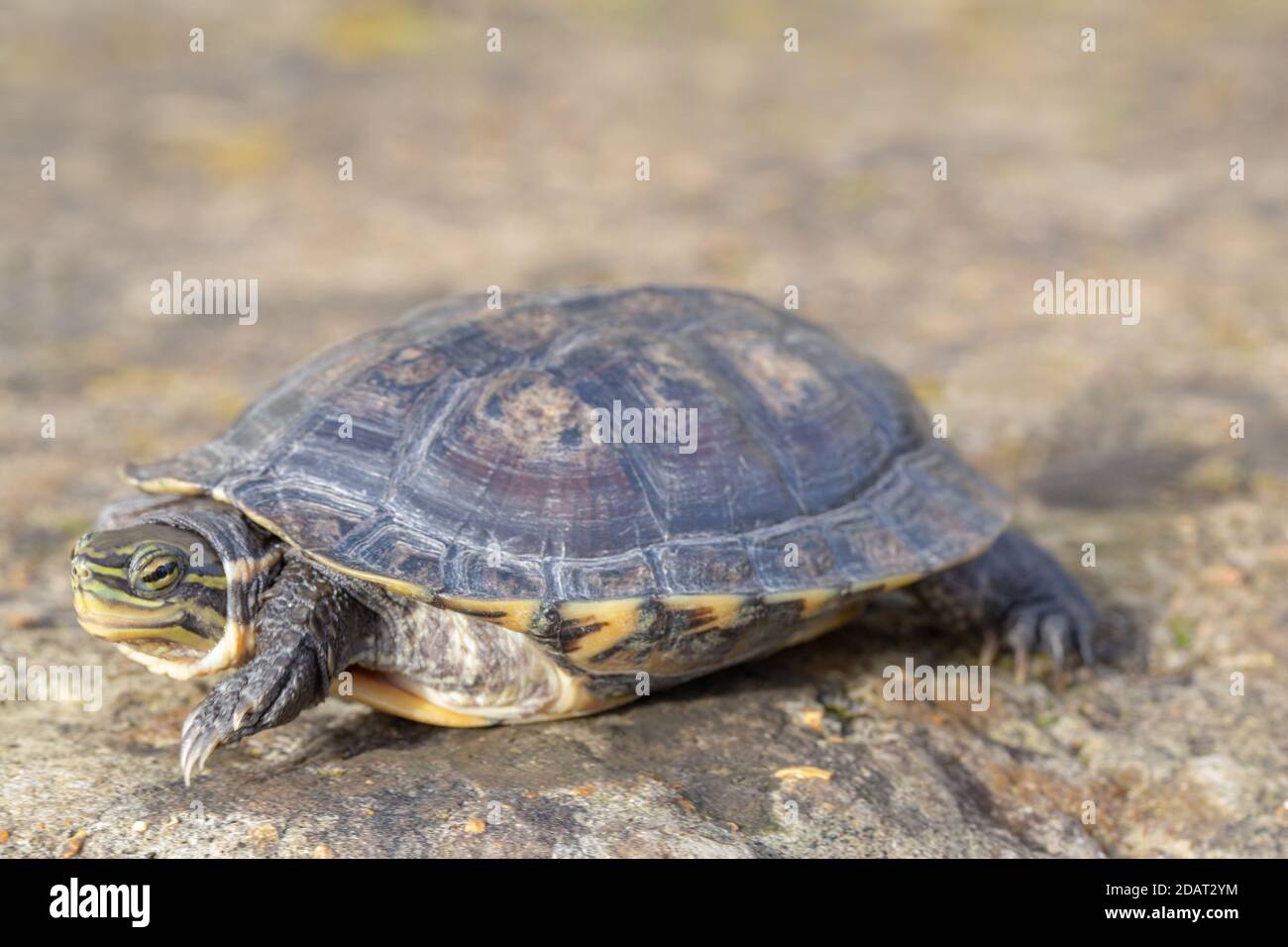 Tortue de l'étang de l'Annan ou Tortue des feuilles vietnamienne (Mauremys annamensis). De la province de Quang Nam, Annam, centre du Vietnam. Danger critique Banque D'Images