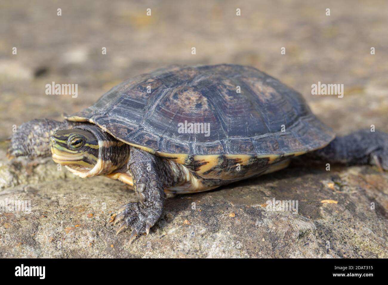 Tortue de l'étang de l'Annan ou Tortue des feuilles vietnamienne (Mauremys annamensis). De la province de Quang Nam, Annam, centre du Vietnam. Critique Threatene Banque D'Images