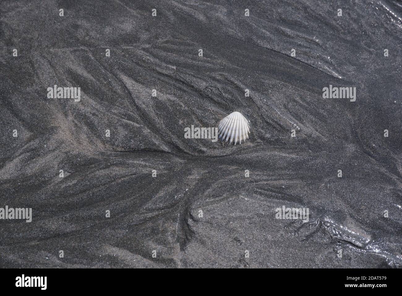 Sea Shell sur Sandy Beach avec de petites marques de Ripple Banque D'Images