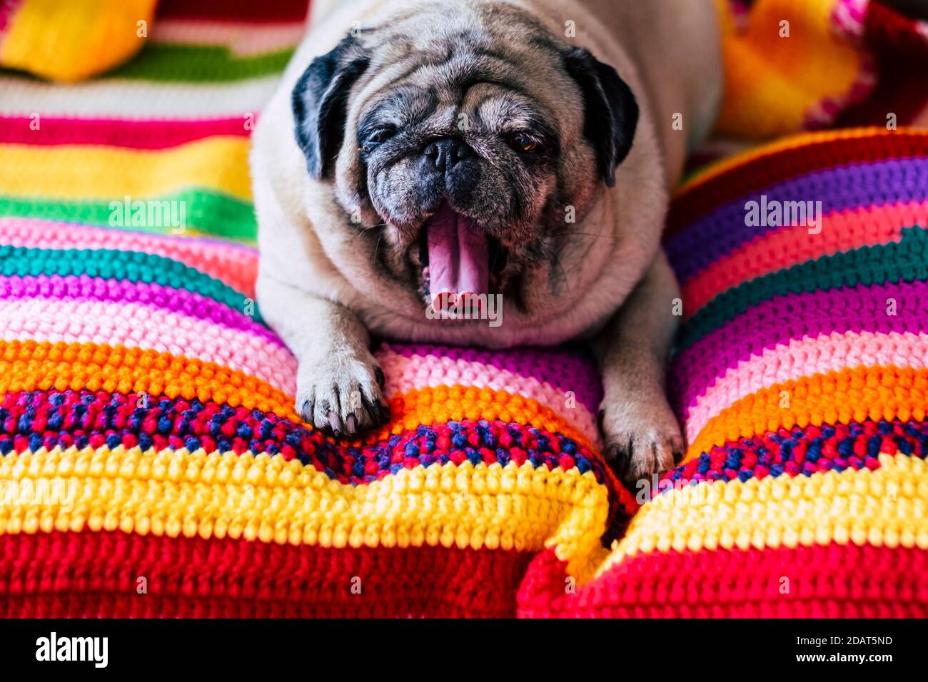 Le vieux chien drôle de jeune bât prêt à dormir et à se détendre à la maison sur une couverture de couleur faite à la main par laine - concept d'adorable portrait d'animal plein de co Banque D'Images
