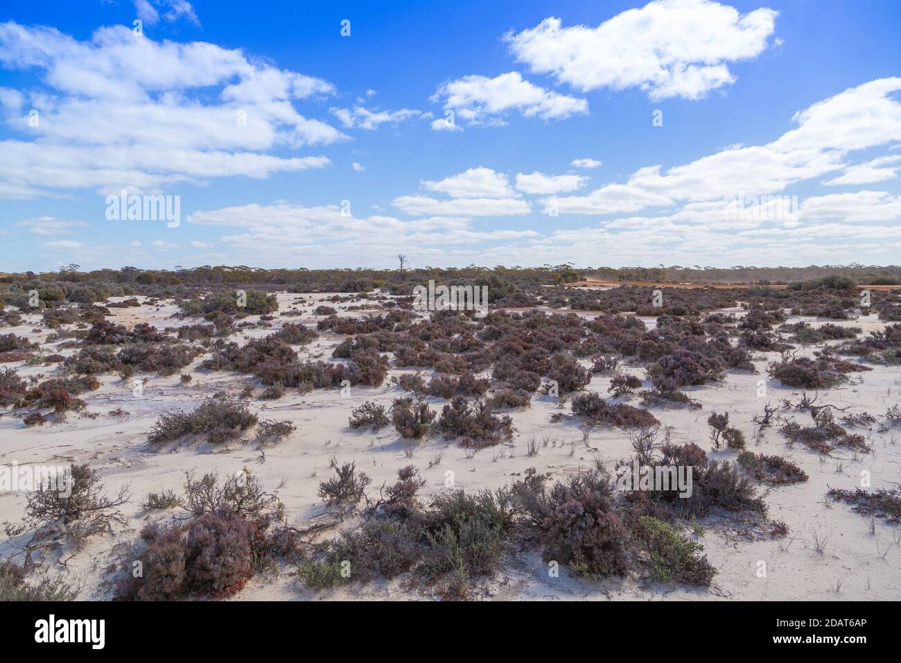 Paysage sur les rives du lac Johnston, Norseman, Australie occidentale Banque D'Images