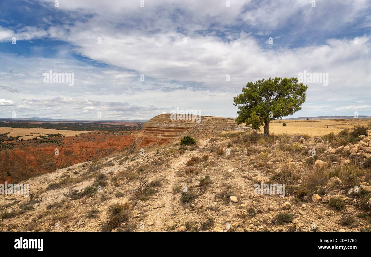 Arbre solitaire au sommet de la montagne Muela de Teruel dans Rambla Barrachina, Teruel, Aragon, Espagne Banque D'Images