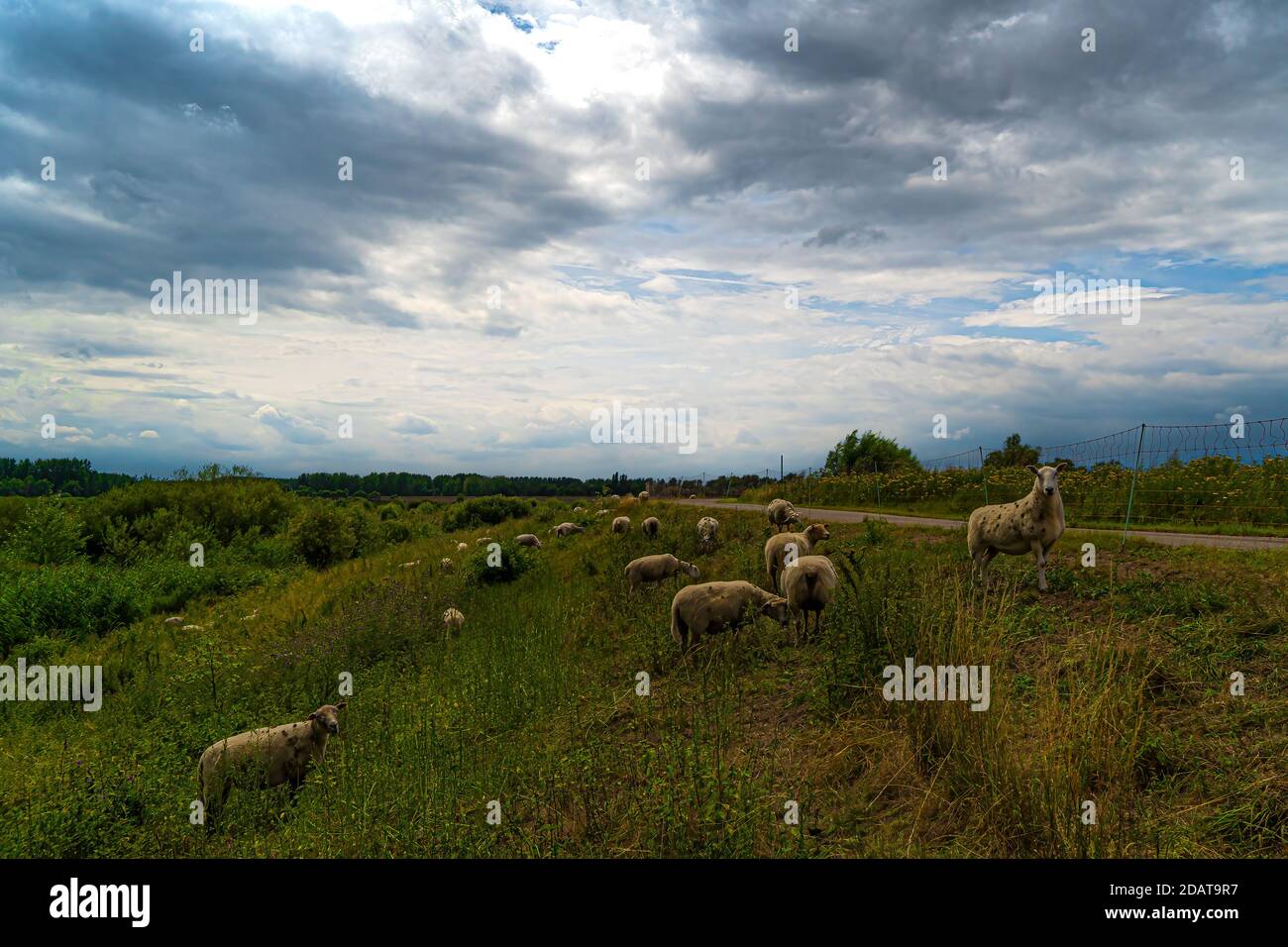 Belgique paysage avec moutons sur une colline, envirement naturel, nature à son meilleur. Flandre animaux sur la colline région vlassenbroek. Banque D'Images