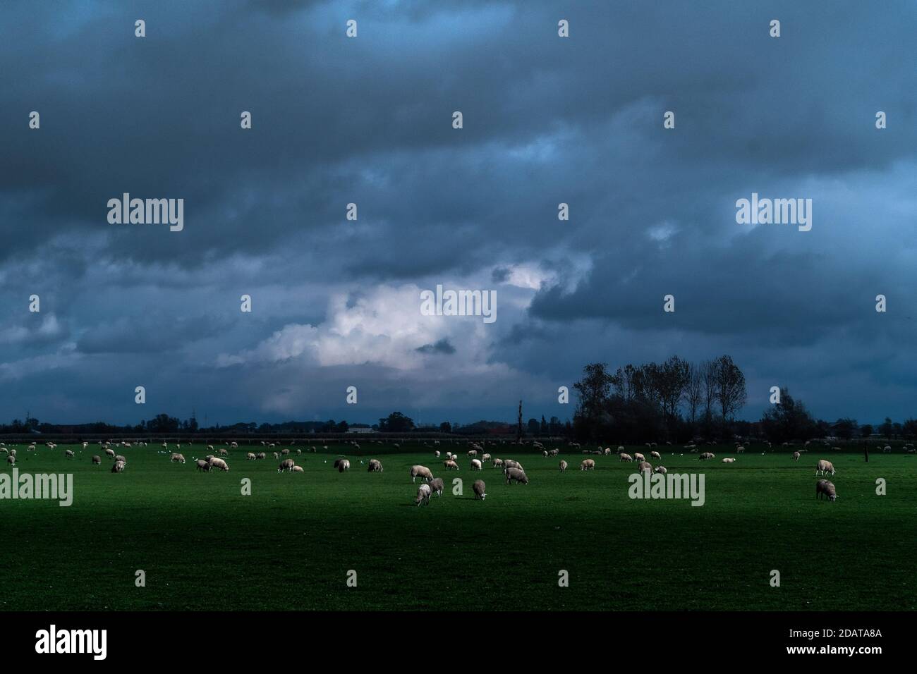 un lott de moutons debout dans la région de lumière naturelle flandre diksmuide, belgique à son meilleur. animaux appréciant leur habitat naturel dans un temps étrange c Banque D'Images