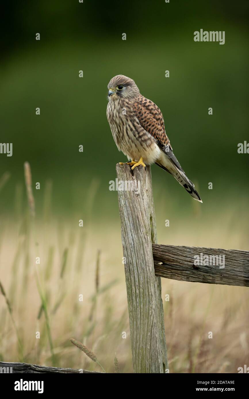 Kestrel (Falco tinnunculus) regardant sur un poste Banque D'Images