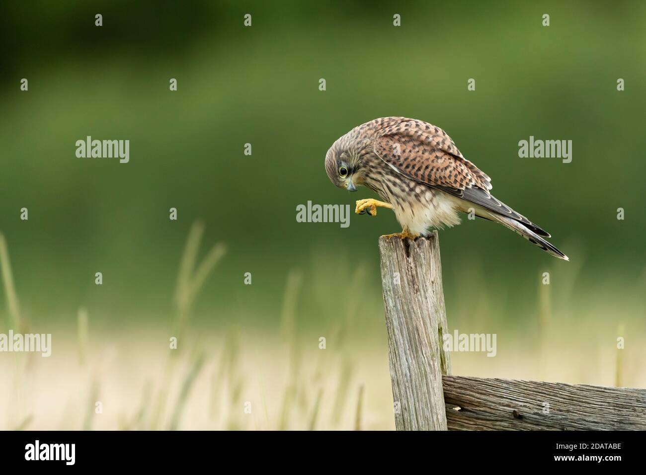Kestrel (Falco tinnunculus) regardant sur un poste Banque D'Images