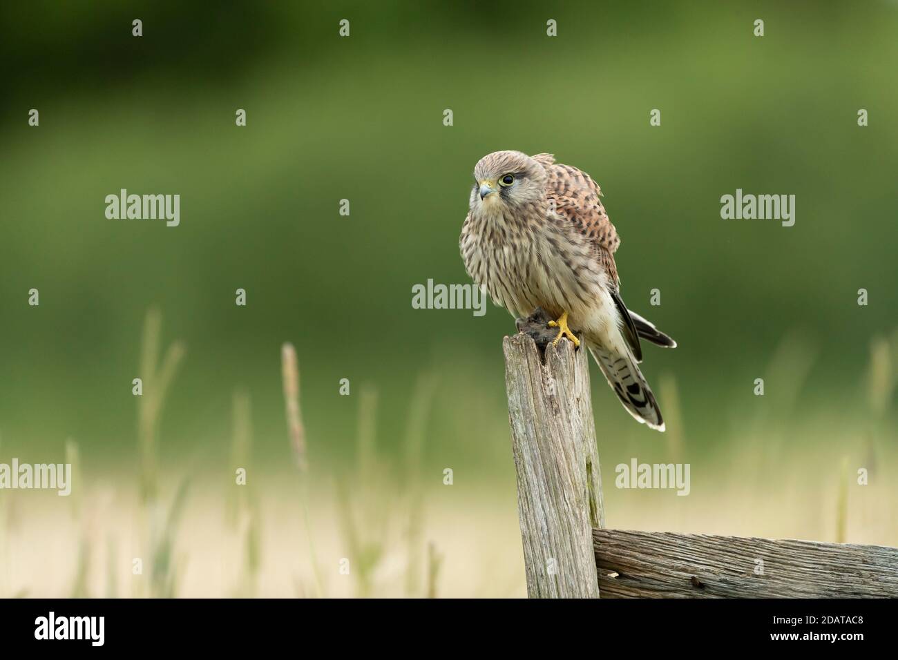 Kestrel (Falco tinnunculus) avec une proie sur un poteau Banque D'Images
