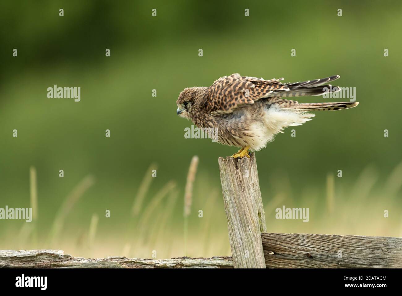 Kestrel (Falco tinnunculus) ayant une rouse sur un poste Banque D'Images