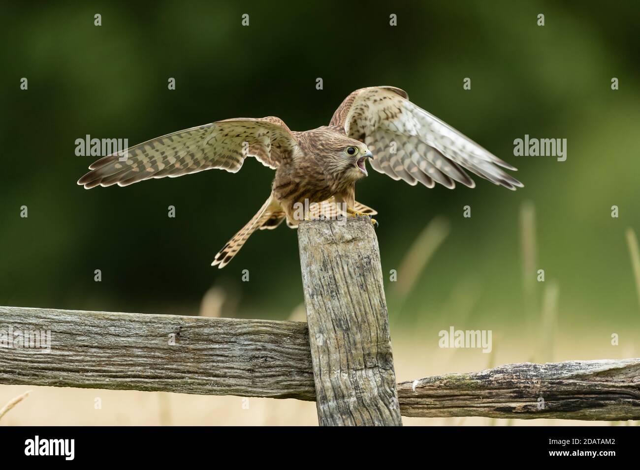 Kestrel (Falco tinnunculus) se nourrissant sur un poteau Banque D'Images