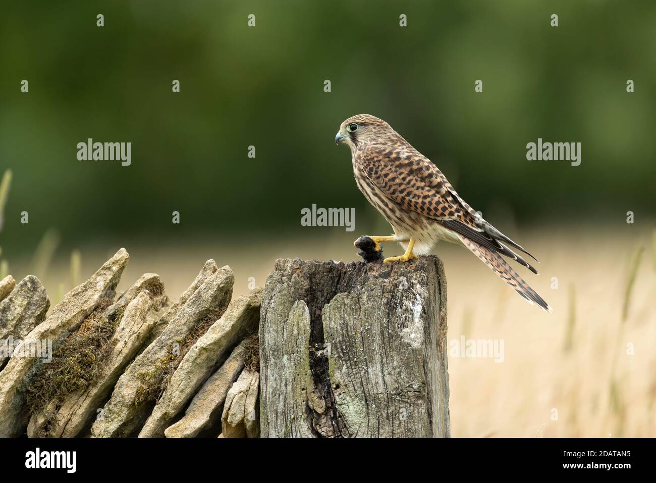Kestrel (Falco tinnunculus) se nourrissant sur un mur Banque D'Images
