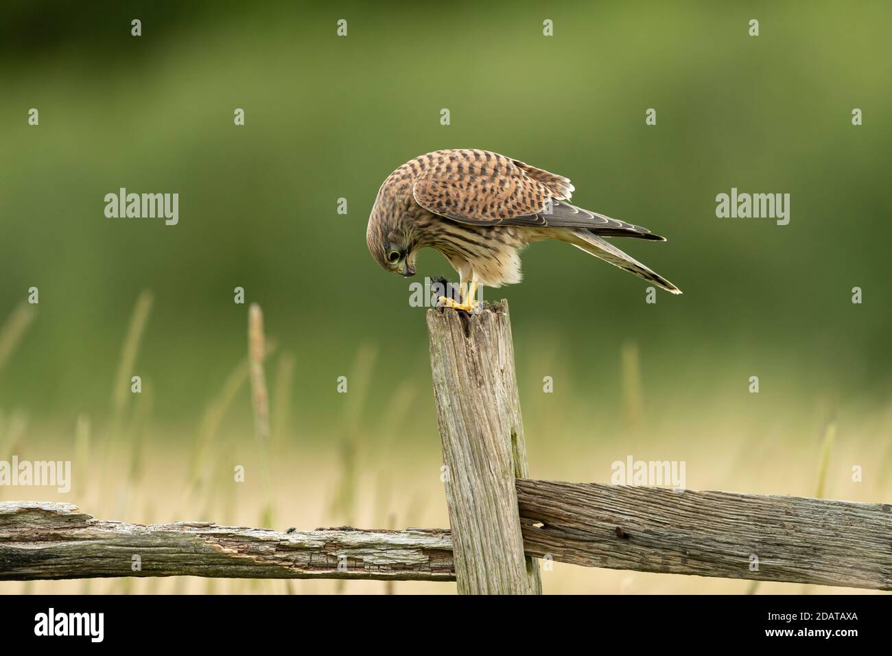 Kestrel (Falco tinnunculus) se nourrissant sur un poteau Banque D'Images