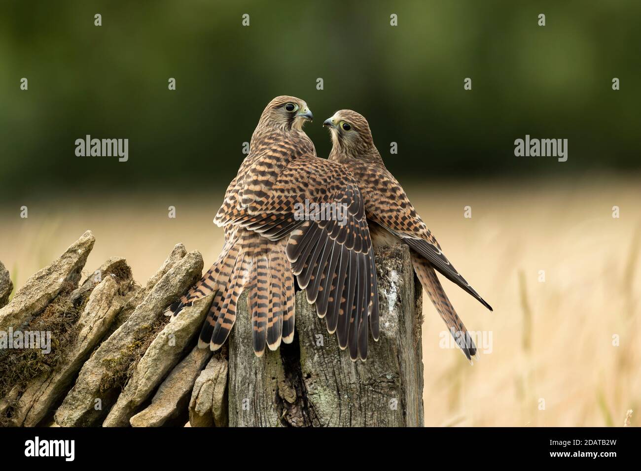 Kestrels (Falco tinnunculus) se nourrissant sur un poteau Banque D'Images
