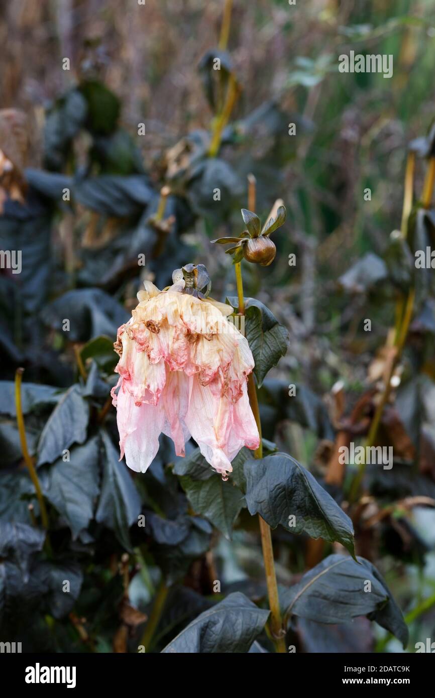 La fleur de Dahlia « Otto's Thrill » après le gel. Banque D'Images