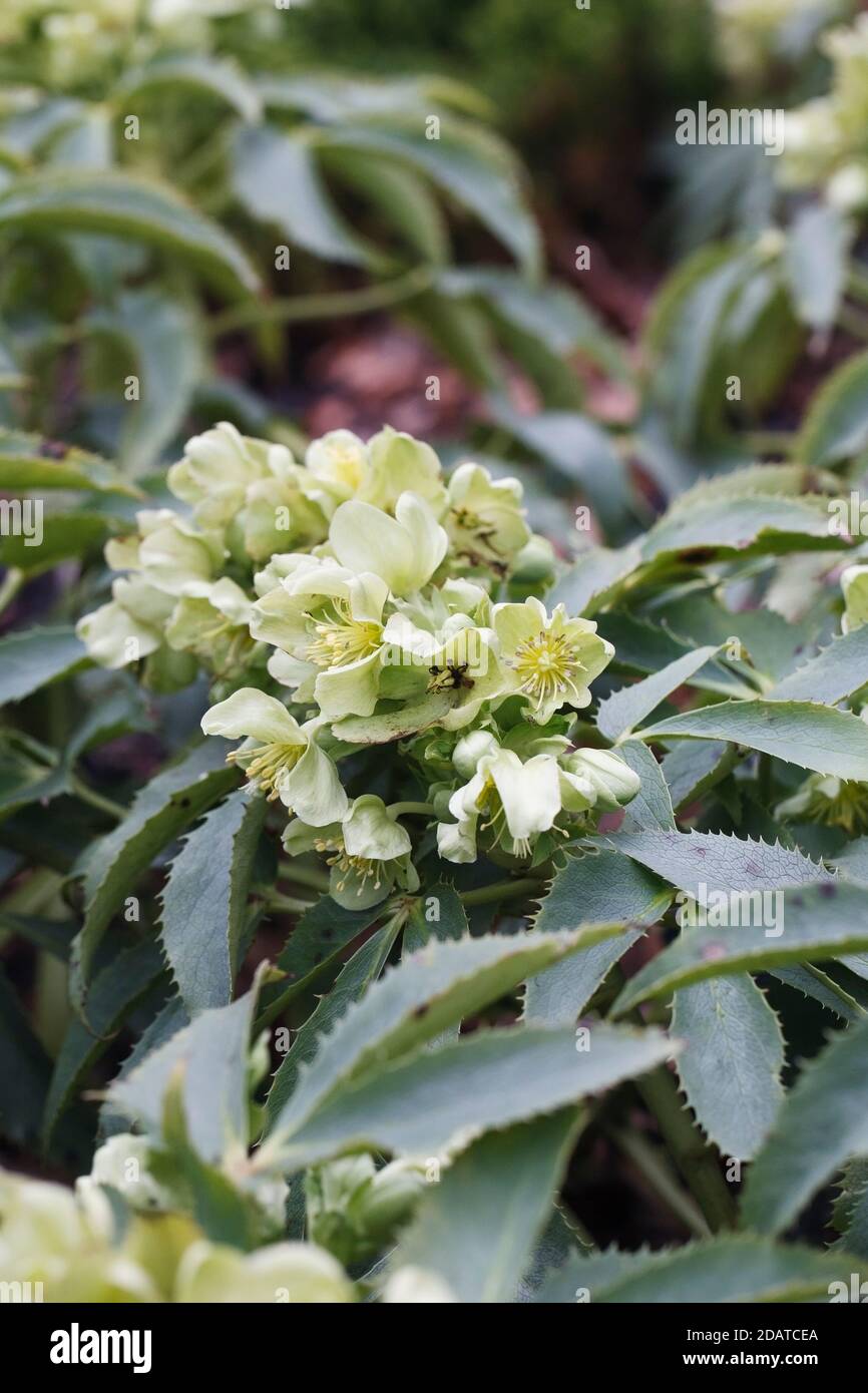 Helleborus argutifolius 'Silver Lace' fleurs. Hellébore à feuilles Holly. Banque D'Images