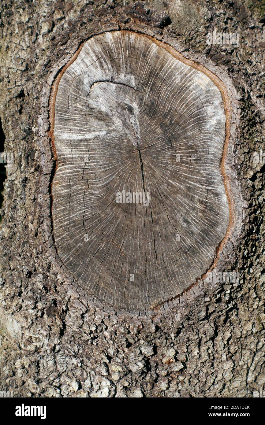 la vieille section de la branche de chêne scié montre des anneaux de croissance annuels A traversé le parc Etna un point de repère d'un voyage dans La Sicile entre culture et nature Banque D'Images