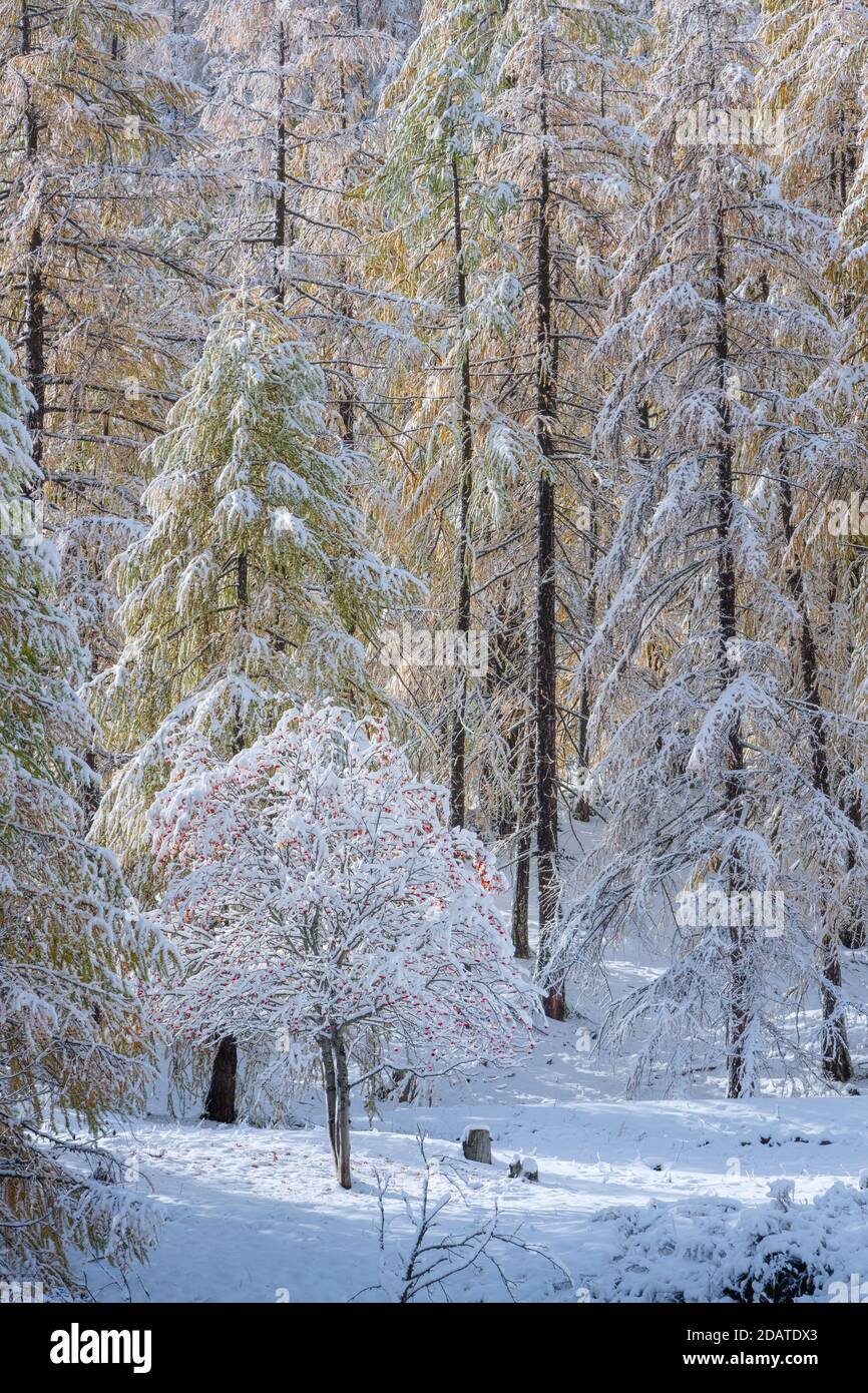 Forêt de mélèze enneigée du Col de la Cayolle, parc national du Mercantour. Hiver dans les Alpes françaises du Sud. Vallée de l'Ubaye, Alpes-de-haute-Provence, France Banque D'Images