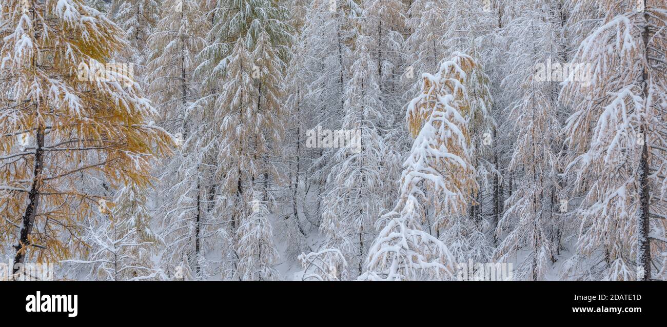 Forêt de mélèze enneigée du Col de la Cayolle, Parc national du Mercantour en hiver (panoramique). Vallée de l'Ubaye, Alpes-de-haute-Provence, Alpes, France Banque D'Images