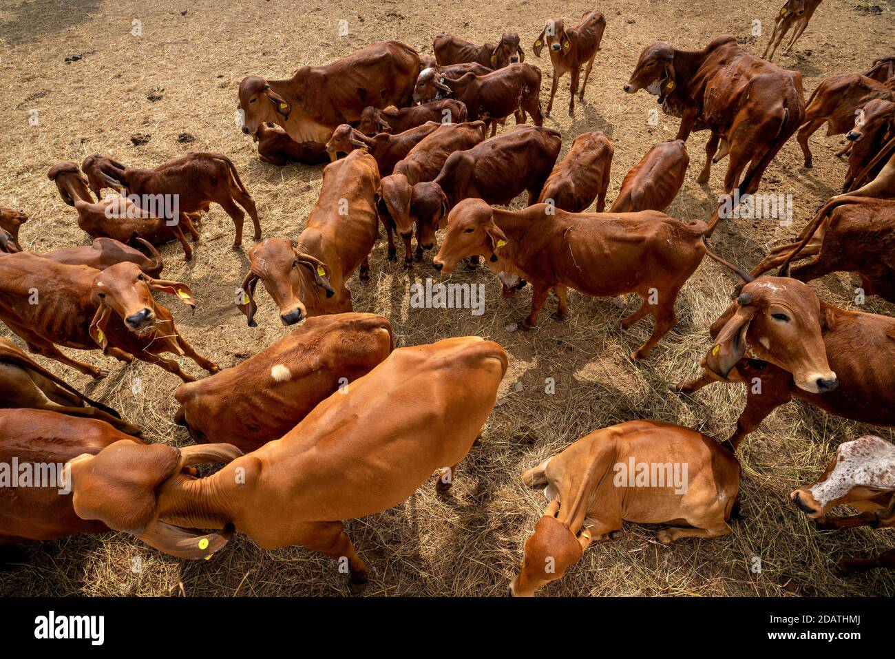 Nashik, 17, décembre 2019 : Groupe de vaches indiennes brunes qui se reposent à l'extérieur dans une zone abritée ouverte de la ferme laitière moderne, Nashik, Maharashtra, Inde Banque D'Images