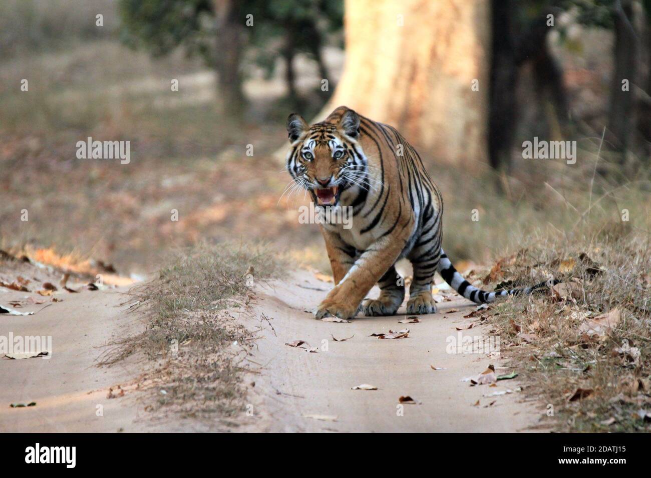 Tigre du Bengale (Panthera Tigris Tigris) sur la route de la saleté, montrant des dents. Bandhavgarh, Inde Banque D'Images
