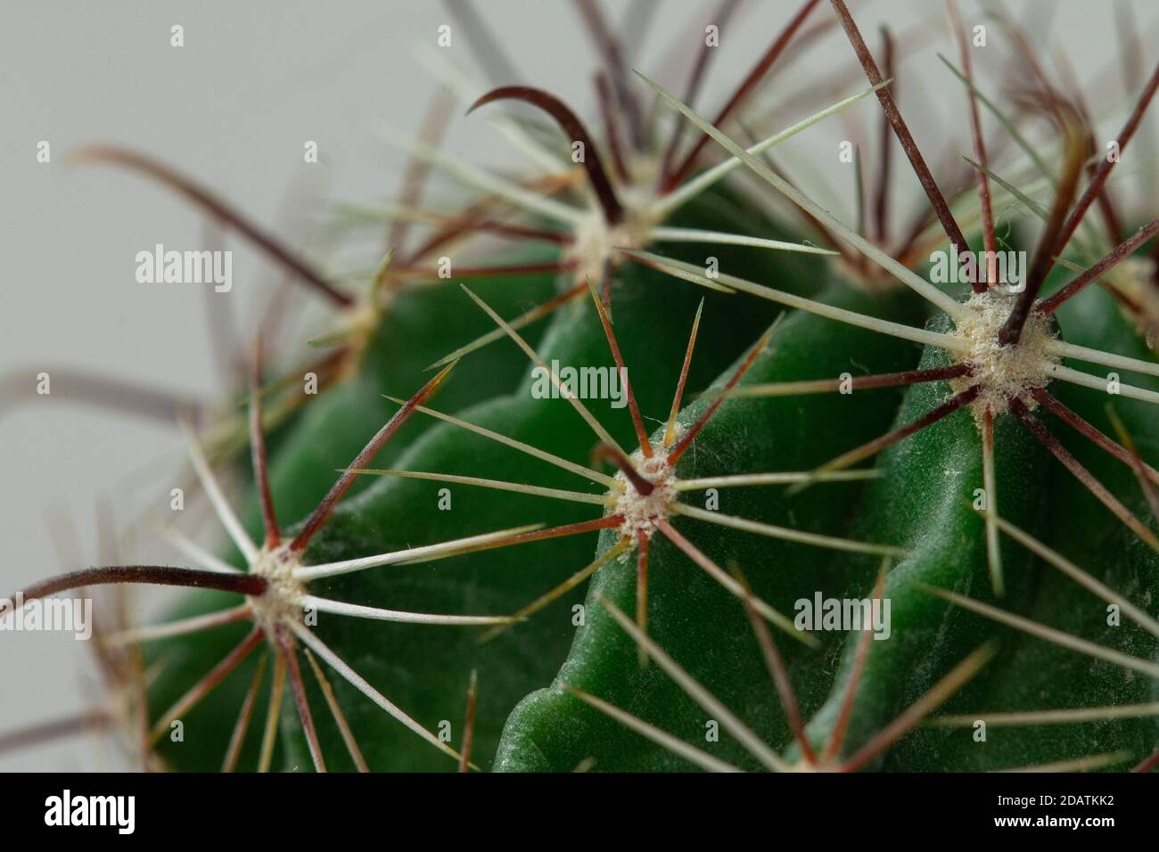 Gros plan de cactus verts, cactus, pickly, macrophotographie Banque D'Images