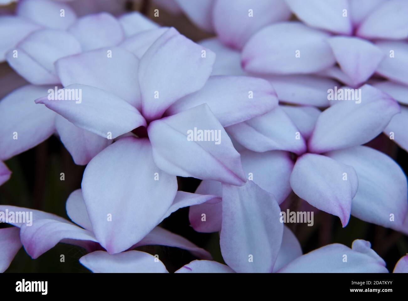 Rhodohypoxis baurii 'Tetra White' Banque D'Images