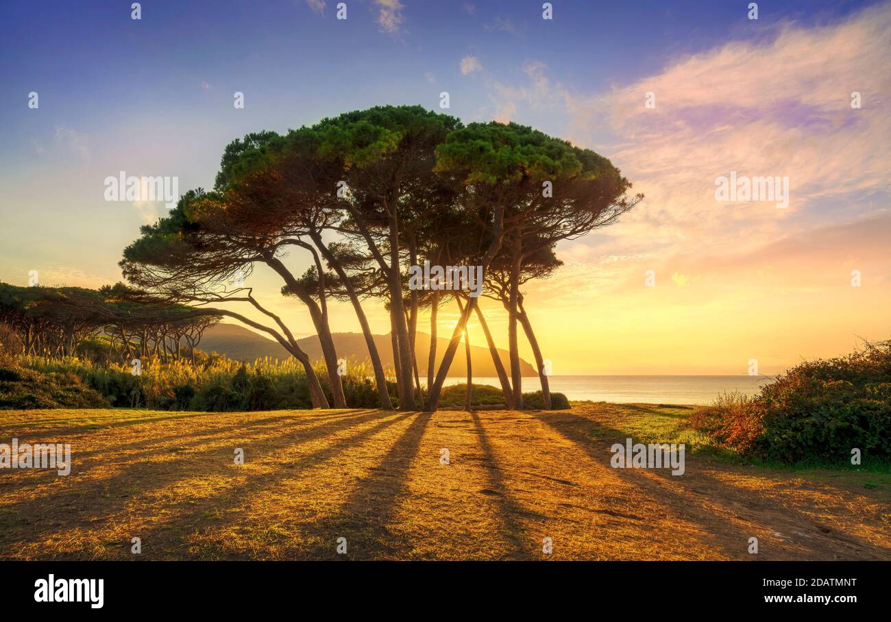 Groupe de pins près de la mer et de la plage au coucher du soleil. Baratti, Maremme, Piombino, Toscane, Italie. Banque D'Images