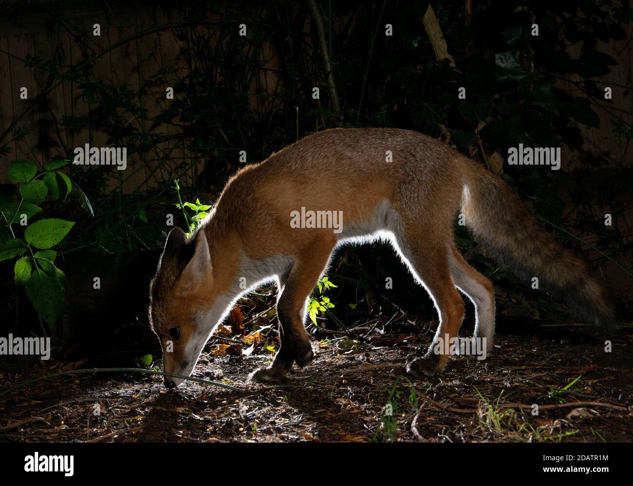 Renard la nuit dans l'obscurité à la recherche de nourriture ou de parfum de proie avec son nez sur le sol, RIM lumière autour d'une partie du corps avec l'obscurité autour d'elle Banque D'Images