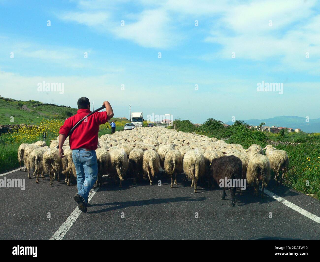 Élevage de moutons en Sardaigne Banque D'Images