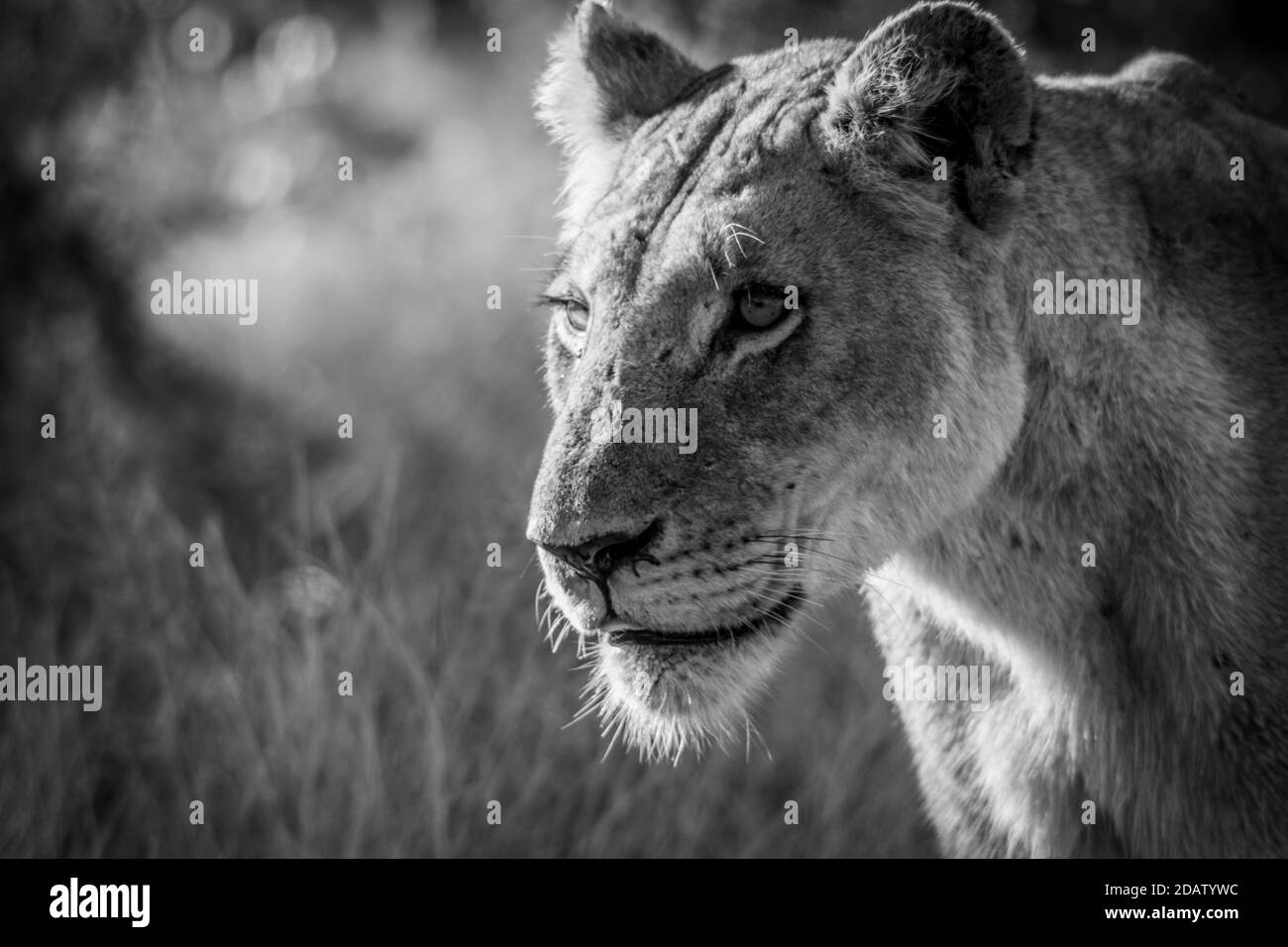 Lion dans le parc national Kruger Banque D'Images