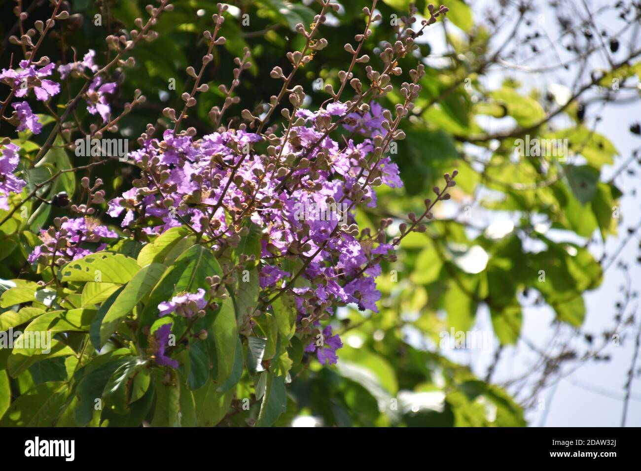 Belle fleur de myrte de colza violet ou de Lagerstroemia Banque D'Images