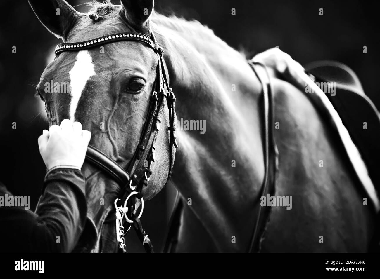 Image en noir et blanc d'un cheval dans un équipement sportif : il porte une selle, une bride et une chicane, et le pilote le tient par la bride. Equestri Banque D'Images