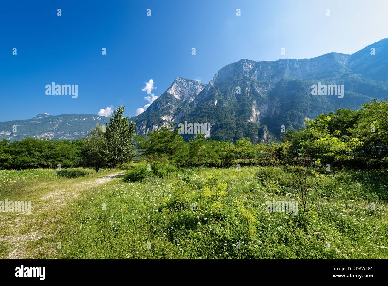 Alpes de Valsugana (vallée de Sugana). Paysage avec montagnes et plantes vertes en été. Borgo Valsugana, province de Trento, Trentin-Haut-Adige, Italie, Banque D'Images