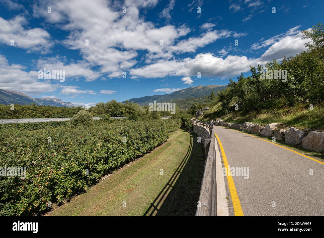 Piste cyclable et verger de pomme dans la vallée de la Sarca (Valle del Sarca). Province de Trento, Trentin-Haut-Adige, Italie, Europe Banque D'Images