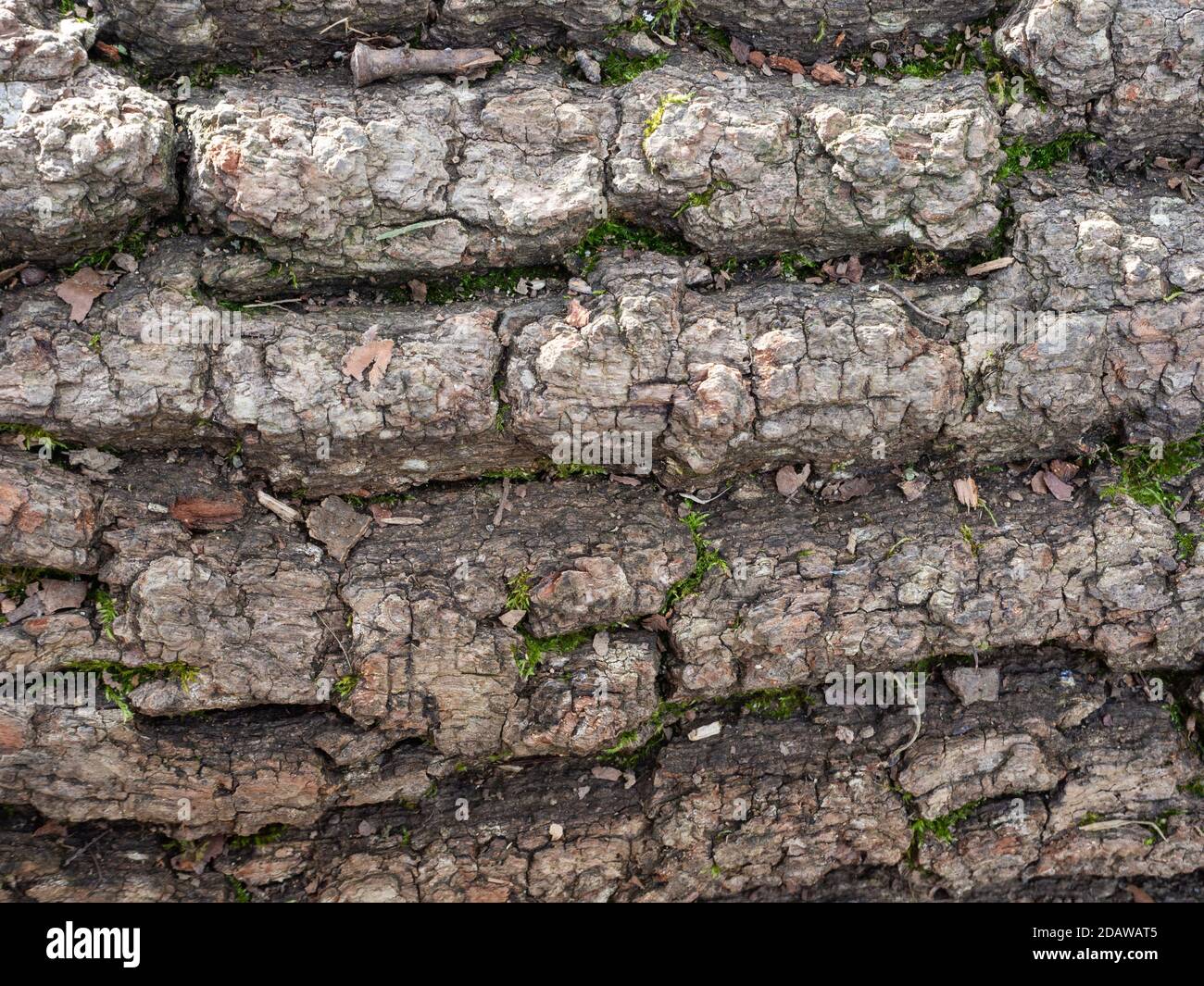 Texture de l'ancien tronc d'arbre dans la nature Banque D'Images